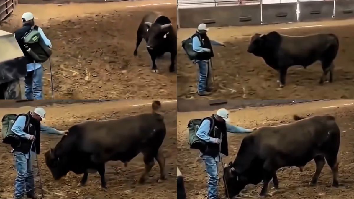 A massive bull showing affection to the man who raised it as a calf, resting its head on his lap.