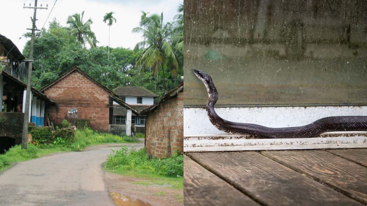 Awareness graphic showing a snake in a residential garden and emergency contact numbers for Kerala snake rescue.
