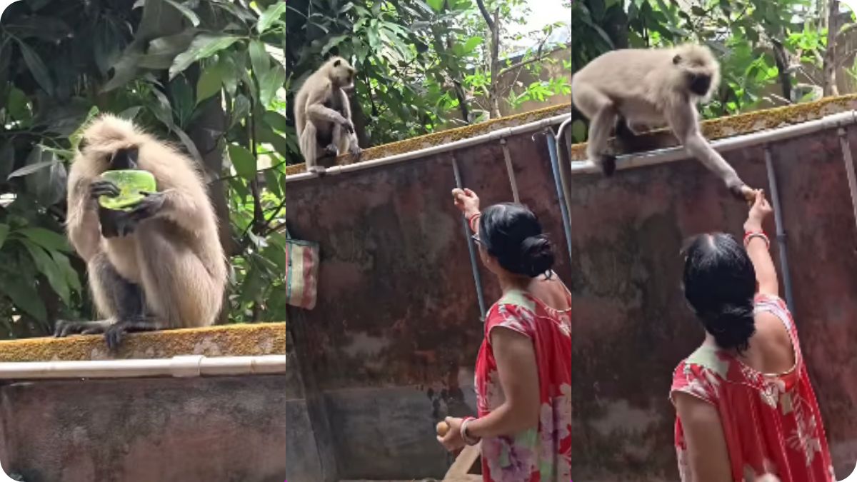 A woman calmly offering a potato to a monkey to stop it from eating a bar of soap.