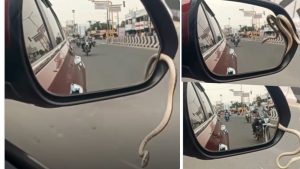 "பயணத்தின் போது ஜாக்கிரதை!" - காரின் கண்ணாடியில் இருந்து வெளியே வந்த பாம்பு; வைரலாகும் பகீர் வீடியோ! A real-life close-up shot of a snake peeking out from the gap of a car's side-view mirror.