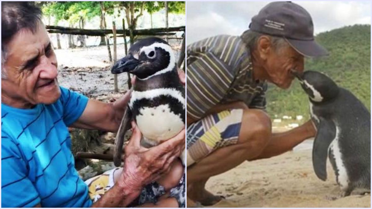 A high-quality premium documentary-style creative layout capturing the bond between a senior South American coastal resident and a healthy black and white Magellanic penguin on a tropical sandy beach.