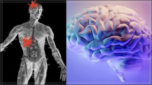 An advanced medical 3D infographic illustration showcasing the biological liver-to-brain communication axis during cardio exercise routines with modern neural network overlay.