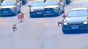 A dramatic screen capture of a street road where a dog stands near a sinkhole alerting an oncoming car.