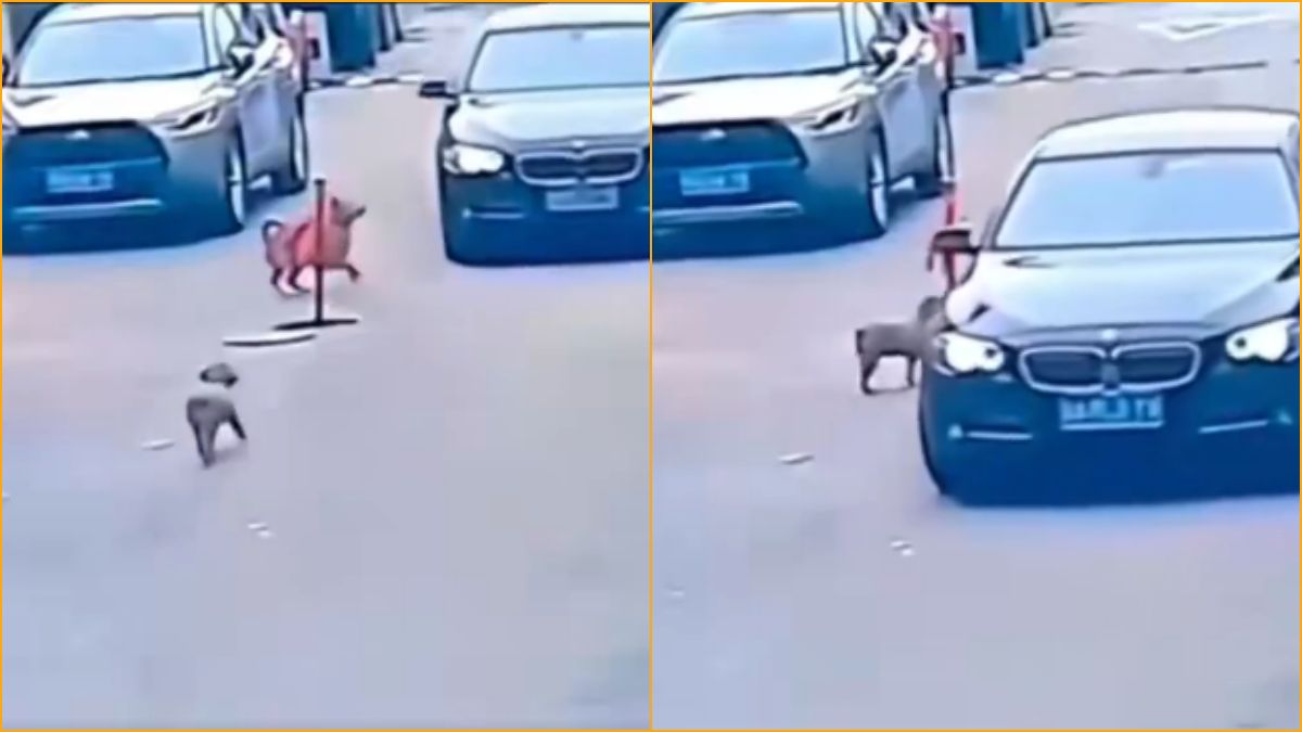 A dramatic screen capture of a street road where a dog stands near a sinkhole alerting an oncoming car.
