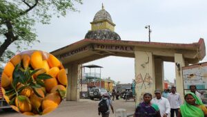 Mango Market Crisis: இந்திய மாம்பழங்களுக்கு நேபாள அரசு அதிரடி தடை; பூச்சிக்கொல்லி மருந்து விவகாரத்தால் எல்லையில் முடங்கிய வணிகம்; சரிவடையும் மாம்பழ விலை! Crates of premium harvested Indian Alphonso and Banganapalli mangoes stacked inside a wholesale agri-export terminal background.