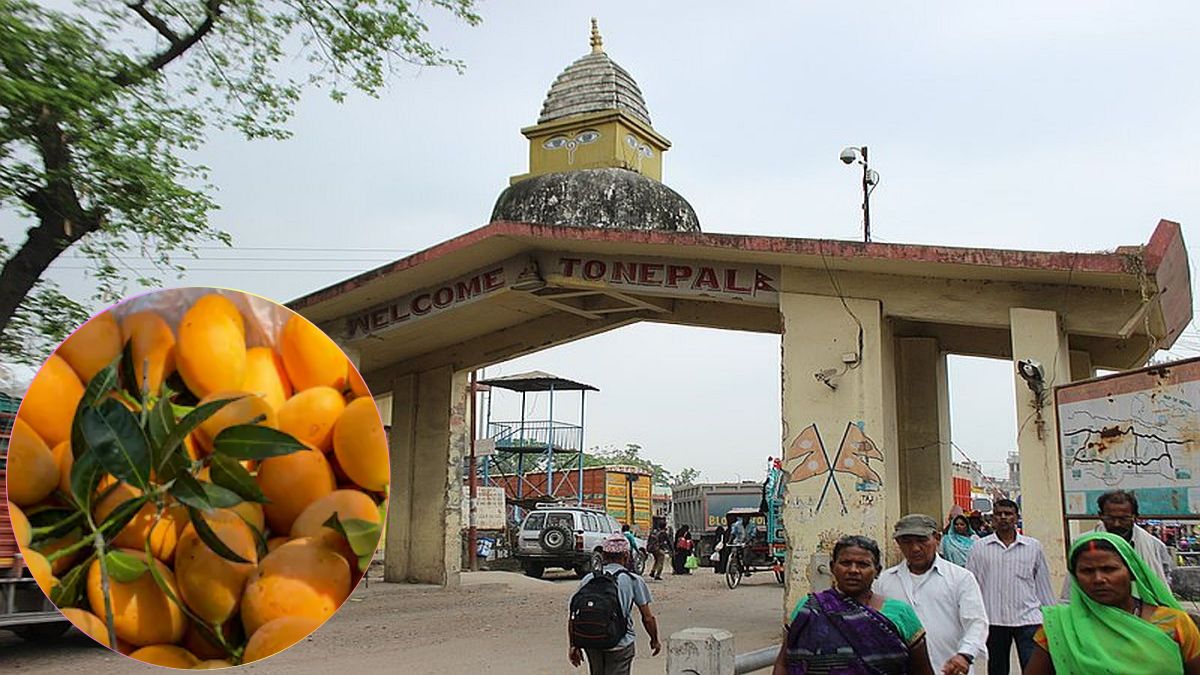Crates of premium harvested Indian Alphonso and Banganapalli mangoes stacked inside a wholesale agri-export terminal background.