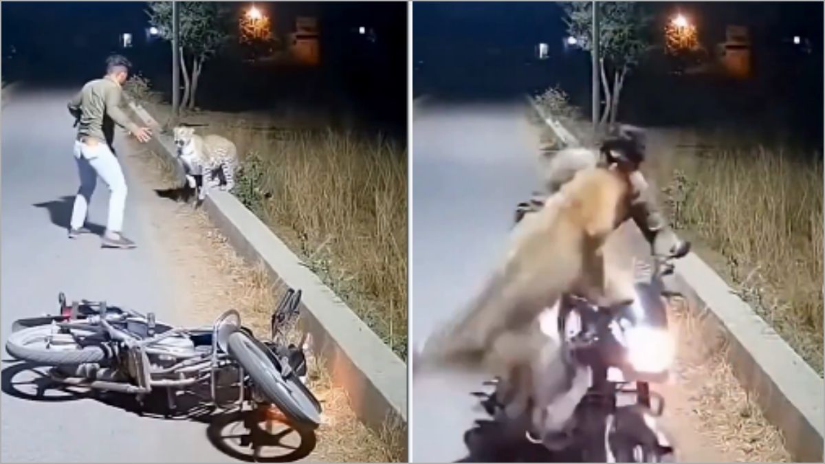A dramatic low-light view of a spotted leopard pouncing toward a motorcyclist who is standing next to his crashed bike on a dark forest road at night.