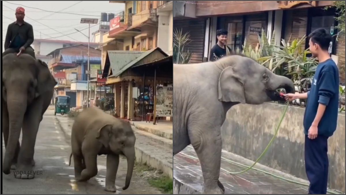 A heartwarming wide shot of a small baby elephant lifting its trunk to drink water from a green garden hose held by a man on a suburban street.