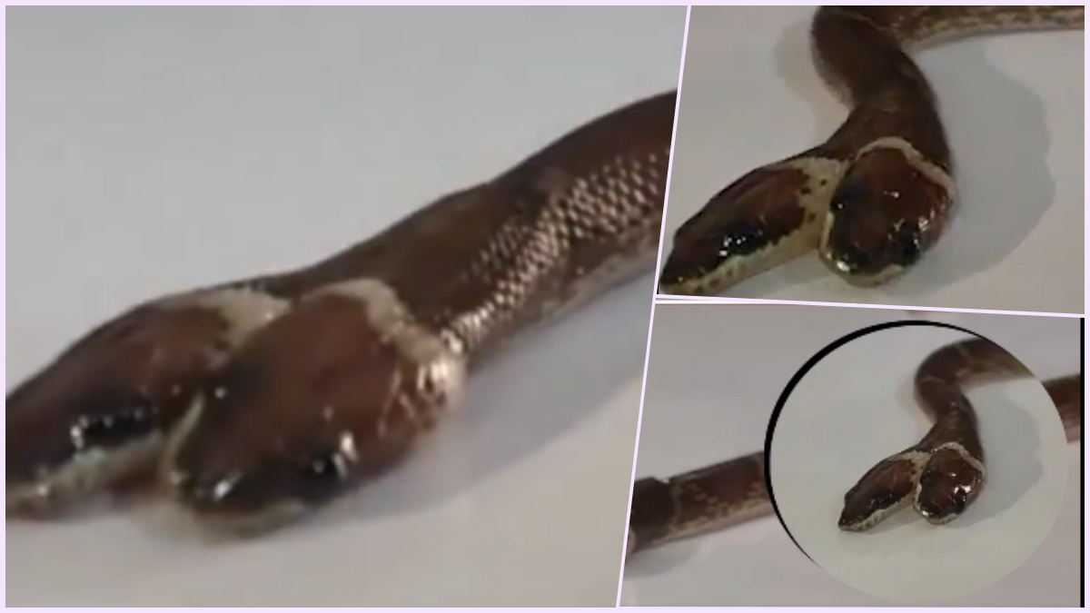 Rare two-headed non-venomous wolf snake hatchling rescued in Gujarat.